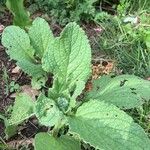 Borago officinalisFeuille