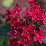 Pentas lanceolata Flower