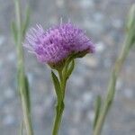Litogyne gariepina Цвят