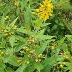 Lysimachia vulgaris花