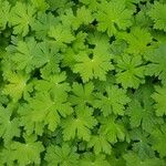 Geranium aculeolatum Leaf