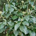 Hedera colchicaFeuille