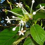 Psychotria pancheri Habit