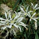 Pancratium illyricumFlower