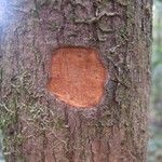 Cryptocarya transversa Corteza