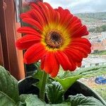 Gerbera jamesoniiКветка