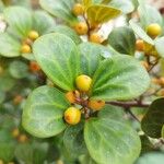 Ficus deltoidea Fruit