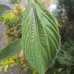 Acalypha arvensis Leaf