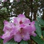 Rhododendron × geraldii