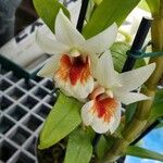 Dendrobium cruentum Flor