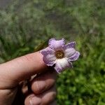 Clematis crispa Λουλούδι