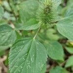 Acalypha arvensis Liść