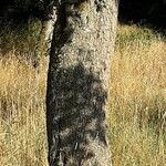 Pyrus communis Ŝelo
