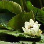 Nymphaea ampla Fleur