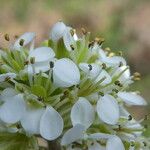 Lepidium campestre Çiçek