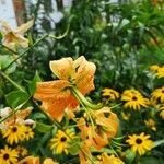 Lilium henryi Flower