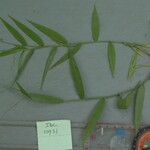 Ottochloa nodosa Flor