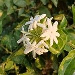 Jasminum multiflorum Blodyn