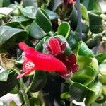 Aeschynanthus radicans Цветок