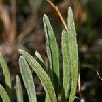 Antennaria carpatica 葉