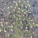 Limonium papillatumLeaf