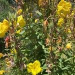 Oenothera elataCvet