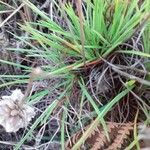 Armeria maritima List