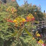 Erythrostemon gilliesii फूल