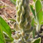 Lupinus paraguariensis Flower