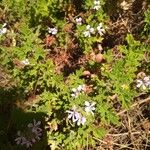 Pelargonium graveolens List