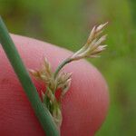 Juncus usitatus Lorea