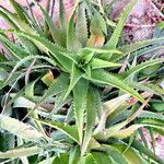 Aloe classenii