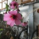 Lavatera bryoniifolia Žiedas