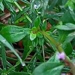 Thymus serpyllum Leaf