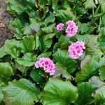 Bergenia crassifolia Habitus