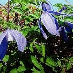 Clematis alpina 花