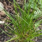 Carex pensylvanica Leht