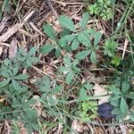 Potentilla anglica Leaf