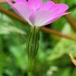 Eudianthe coeli-rosa Flower