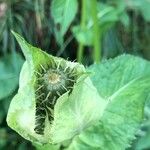 Cirsium oleraceumOther