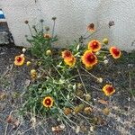 Gaillardia aristata花