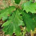 Quercus rubra Лист