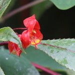 Impatiens auricoma Blomst