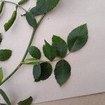 Rosa corymbifera Hoja