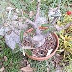 Pachypodium rosulatum পাতা