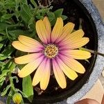 Dimorphotheca jucunda Çiçek