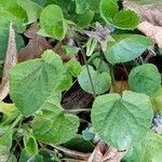 Viola odorata Leaf