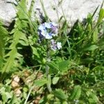 Myosotis arvensis Fleur