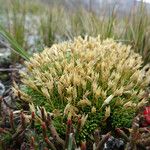 Arenaria nitida Hábito
