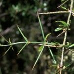 Discaria toumatou Corteza